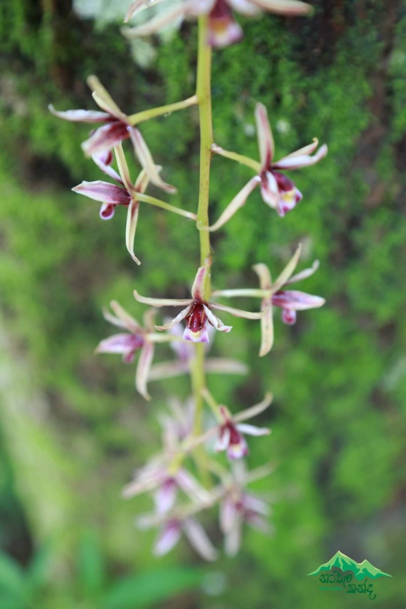 Cymbidium aloifolium (L.) Sw.